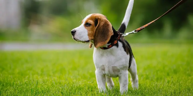 8-ways-to-make-dog-walking-more-fun