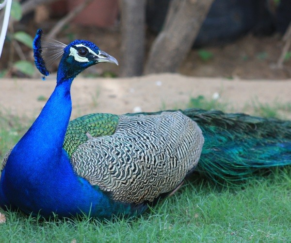 What do Peacock Feathers Symbolize