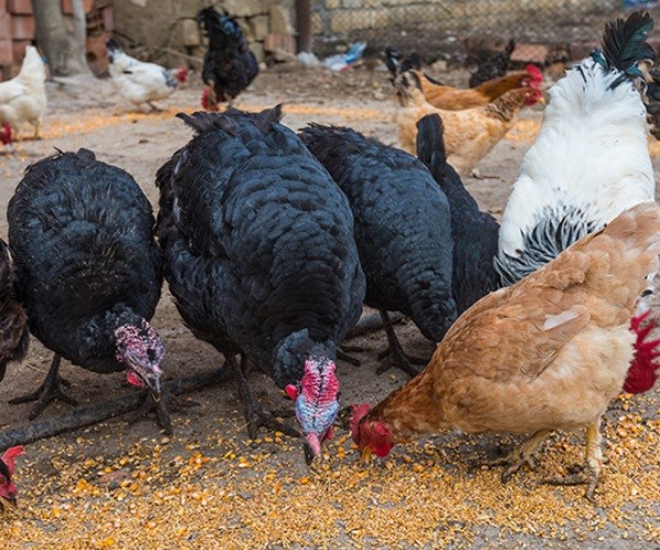 Benefits of Keeping Chickens and Turkeys Together