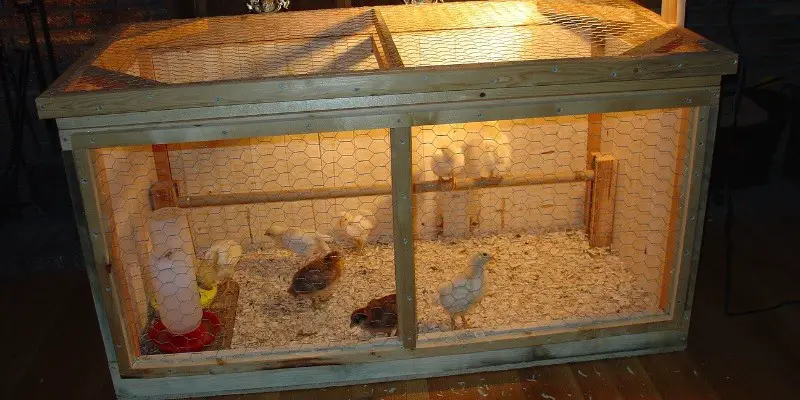 Best Thermometer For Chicken Brooder