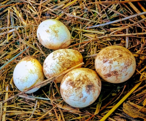 Big are Peacock Eggs