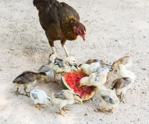 Can Baby Chickens Eat Watermelon