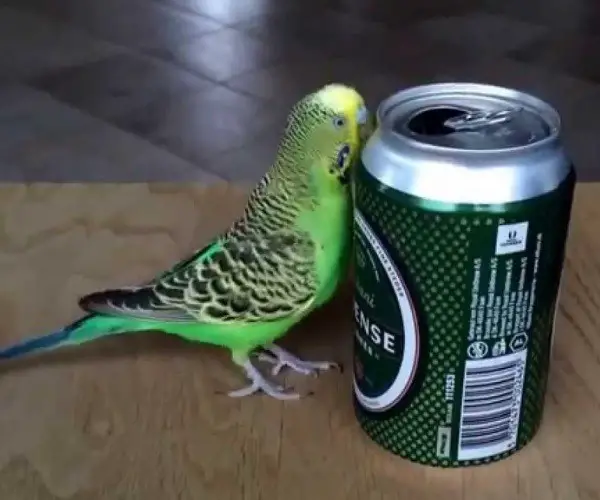 Can Bird Drink Beer
