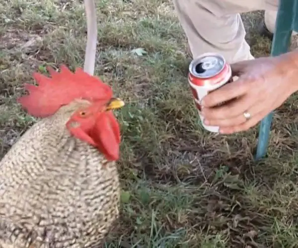 Can Chicken Drink Beer