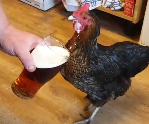 Can Chickens Drink Beer