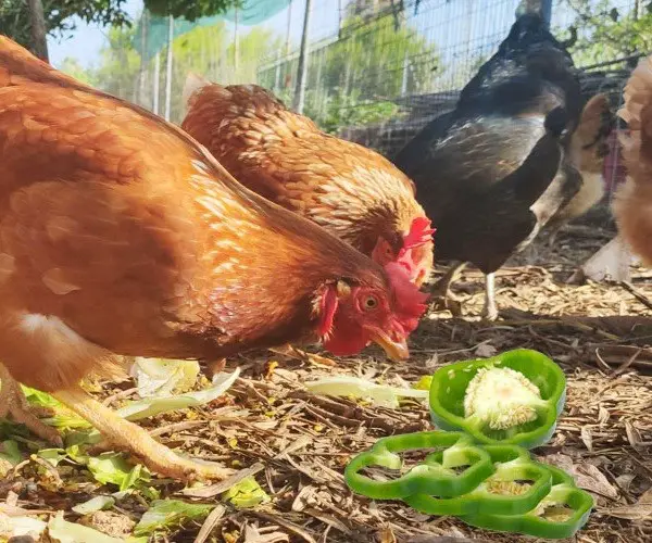Can Chickens Eat Green Peppers