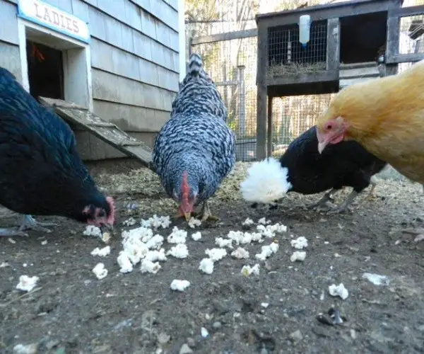 Can Chickens Eat Popcorn Kernels