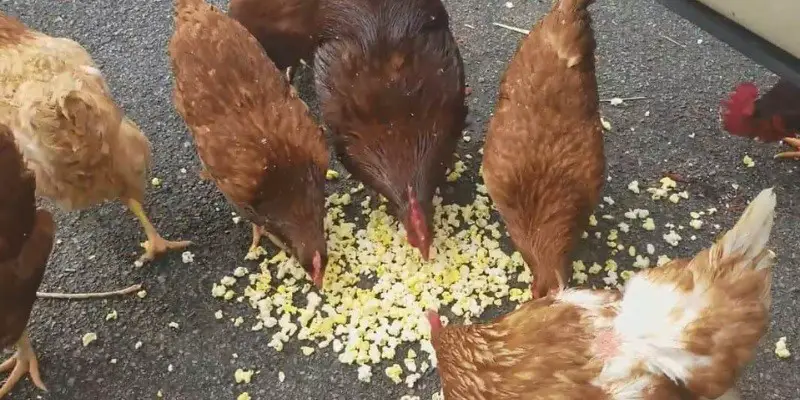 Can Chickens Eat Popcorn?