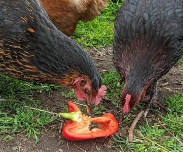 Can Chickens Eat Red Bell Peppers