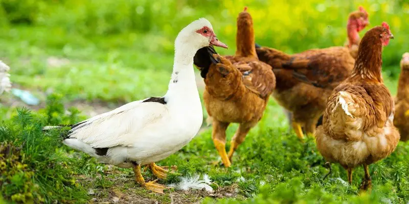 Can Ducks and Chickens Mate