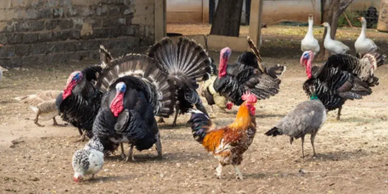 Can Turkeys and Chickens Live Together