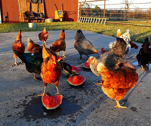 Can You Feed Chickens Watermelon Rinds and Seeds Too