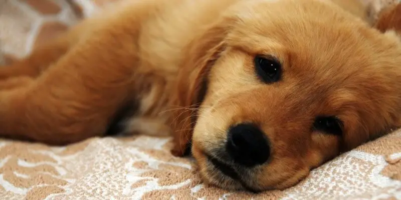 Causes of Diarrhea in Puppies