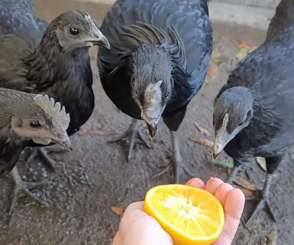 Chicken Eat Oranges