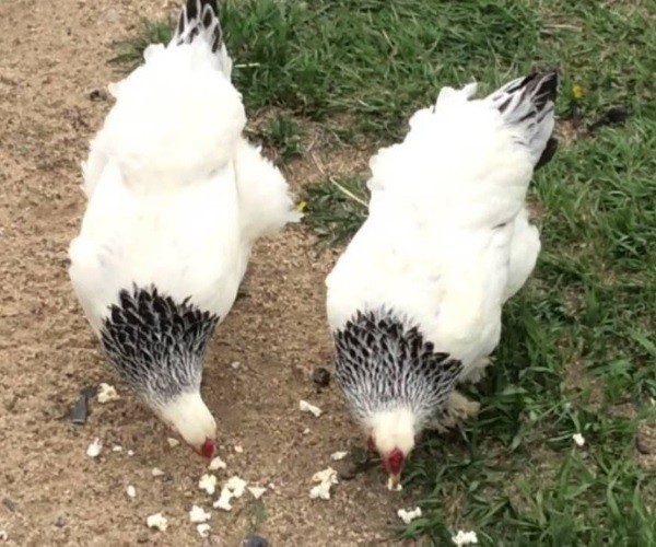 Chickens and Popcorns