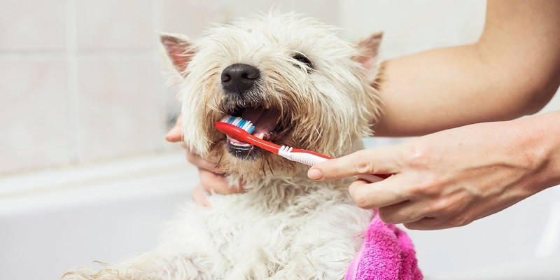 Different Ways to Keep Your Dog's Teeth Clean
