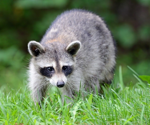Do Raccoons Smell Chickens