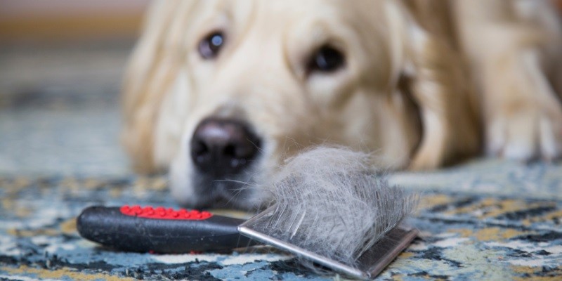Dog Hair Removal Tools Will Change Your Life