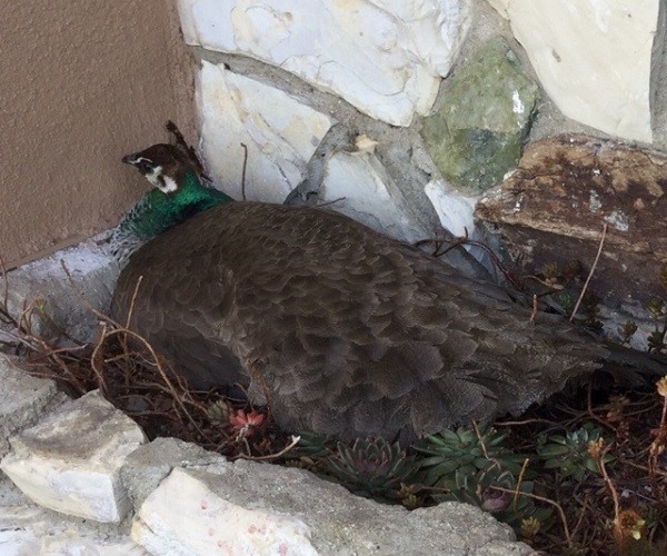 How Long Does it Take For Peacock Eggs to Hatch