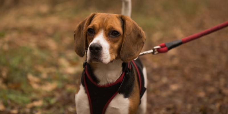 How To Choose The Right Dog Harness For Your Pet