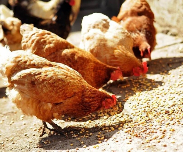 How to Prepare Healthy Popcorn for Your Chicken