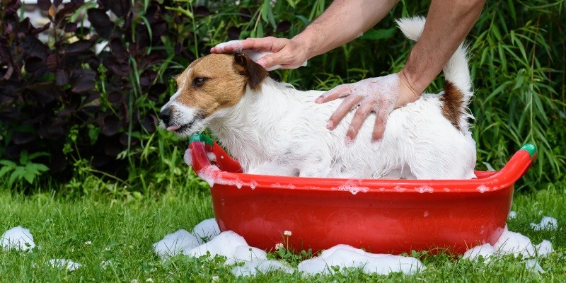How to Properly Wash Your Dog