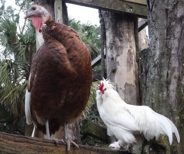 Mature Chickens and Turkeys