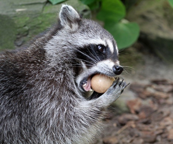 Other Problems With Raccoons Near Chickens