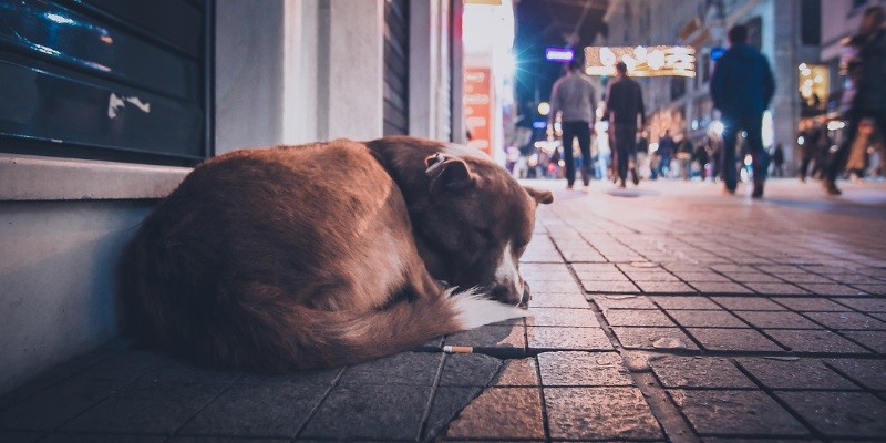 Safety Tips For Walking Your Dog At Night
