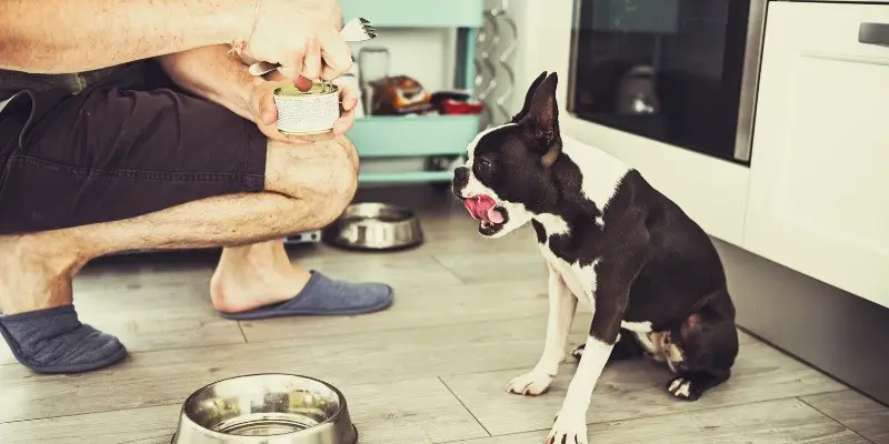 The Ultimate Dog Feeding Guide for New Pet Owners
