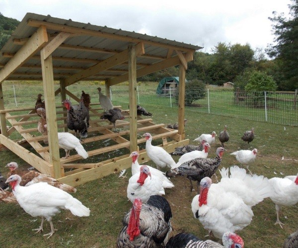 Turkeys and Chickens Coop