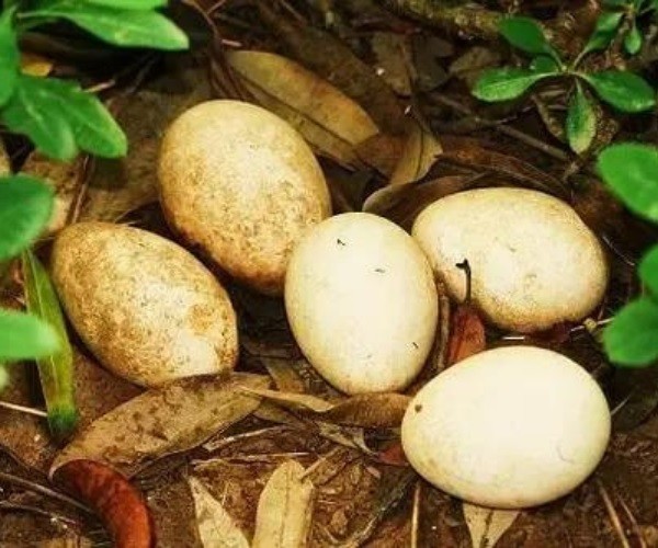 What Do Peacock Eggs Look Like