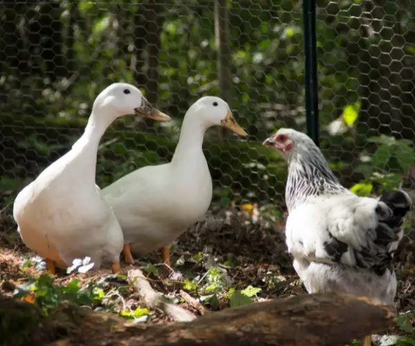 Why Ducks and Chickens Cant Mate