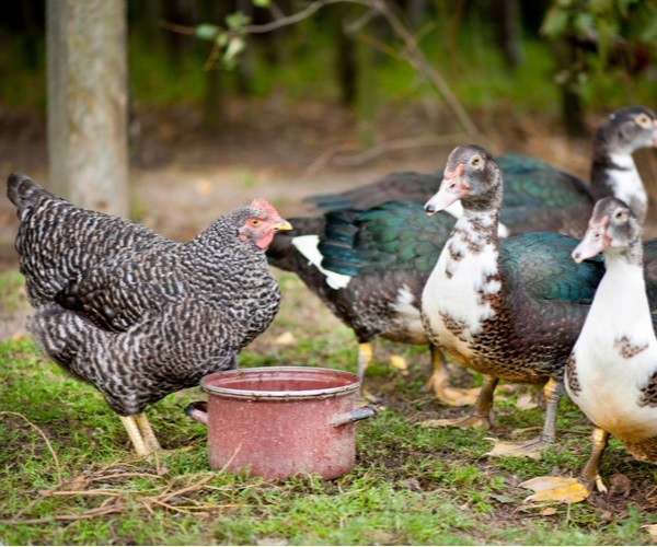 Why Ducks and Chickens Should Not Mate