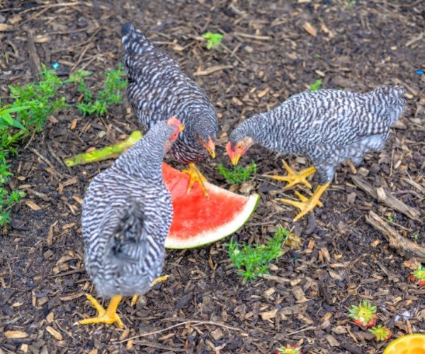 Why is Watermelon Such a Reward for Chickens