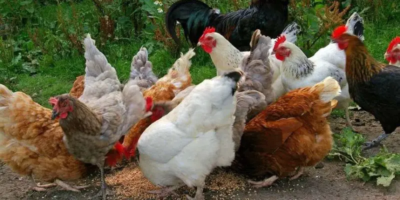 Are Chickens Herbivores Carnivores Or Omnivores