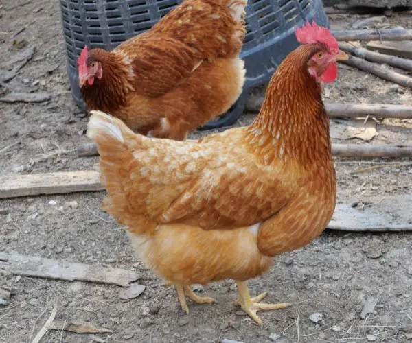 Are ISA Browns good chickens