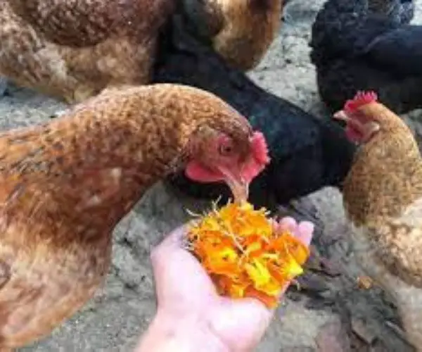 Are there any risks associated with feeding chickens carnations