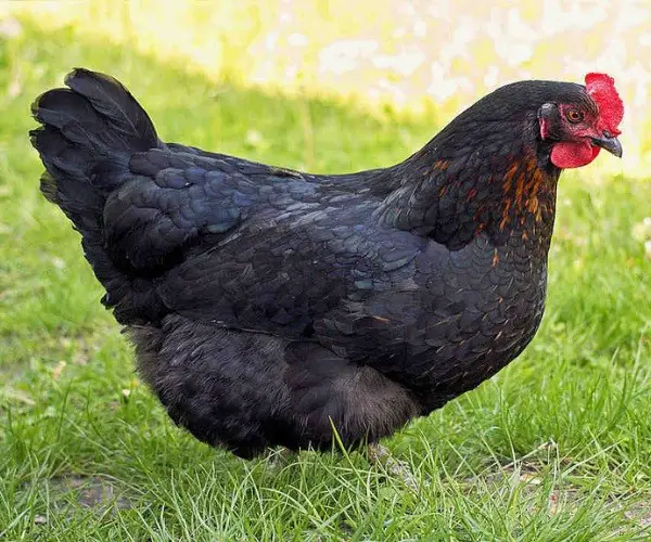 At what age do Black Star chickens start laying