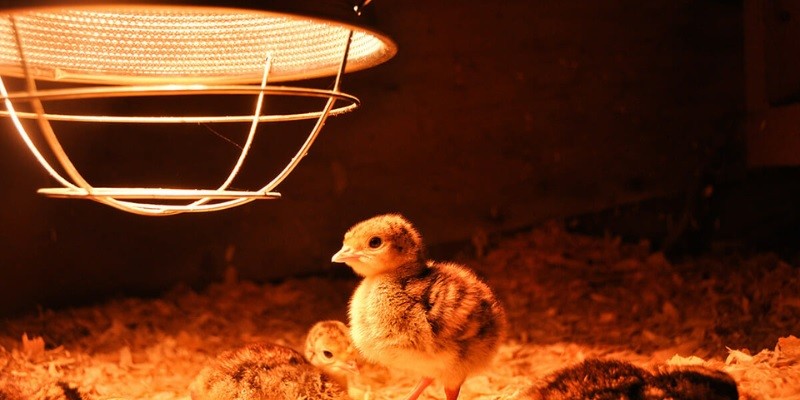 Best Heat Lamp For Chicks