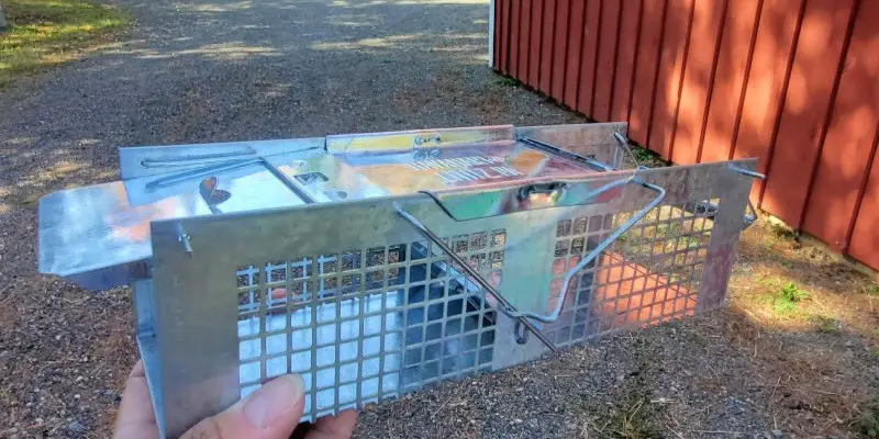 Best Mouse Traps For Chicken Coops