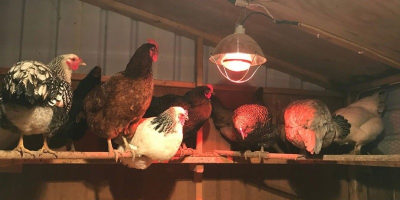 Best Solar Light For Chicken Coop