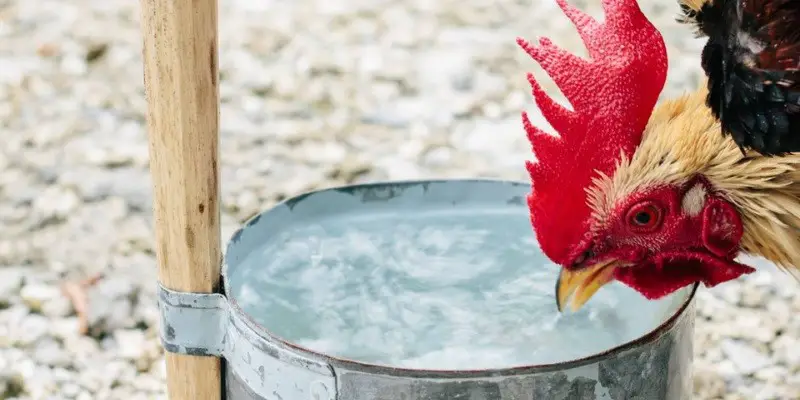 Can Chickens Drink From Rabbit Waterer