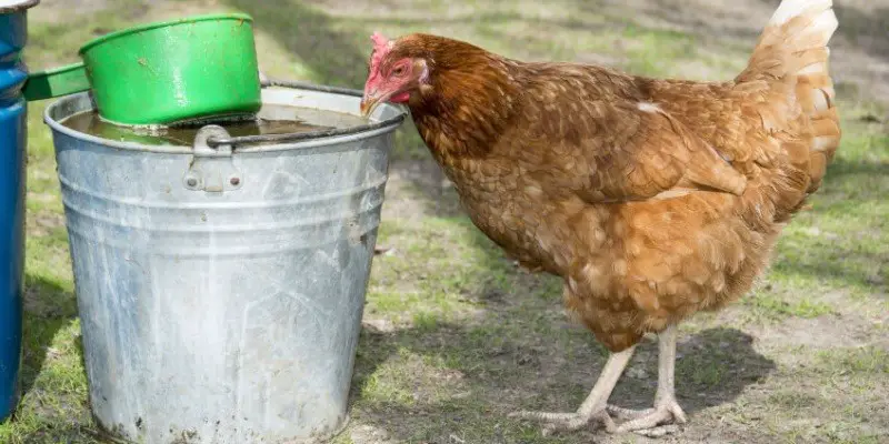 Can Chickens Drink Rain Water