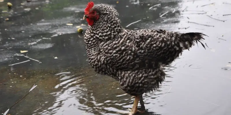 Can Chickens Drown In The Rain