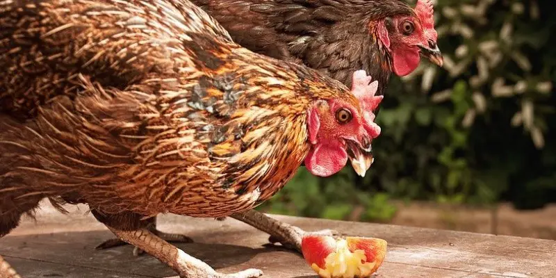 Can Chickens Eat Apple Skins