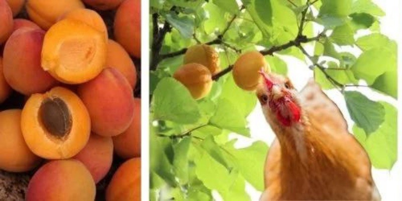 Can Chickens Eat Apricots