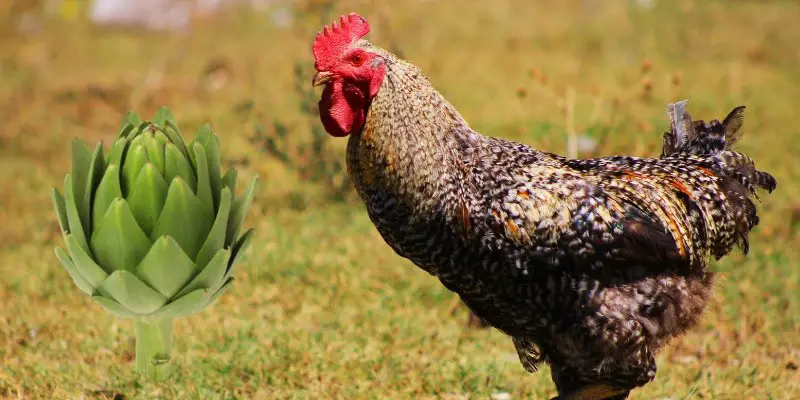 Can Chickens Eat Artichokes