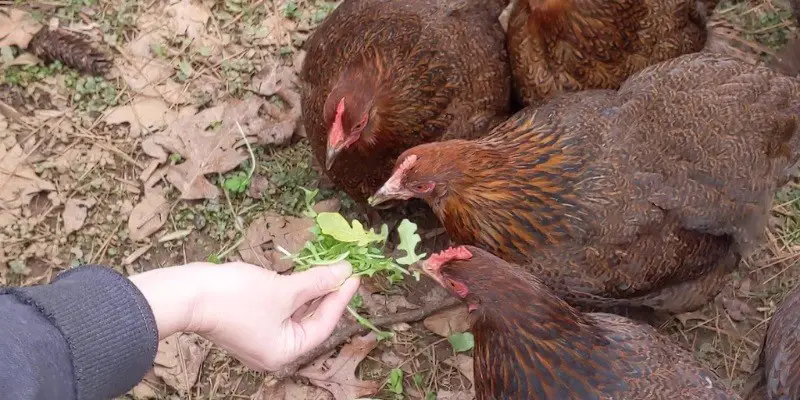 Can Chickens Eat Arugula