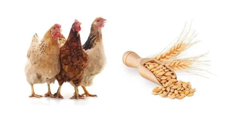 Can Chickens Eat Barley